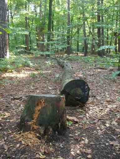 Galerie 1 – Bild 3